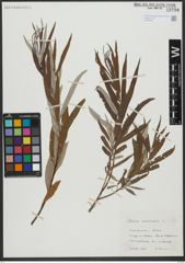 Foto von Salix viminalis L.
